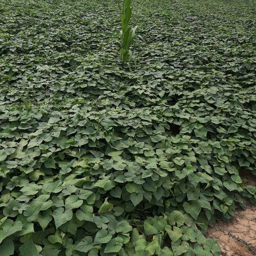 宁阳富硒地瓜（富硒地瓜营养价值）-硒宝网