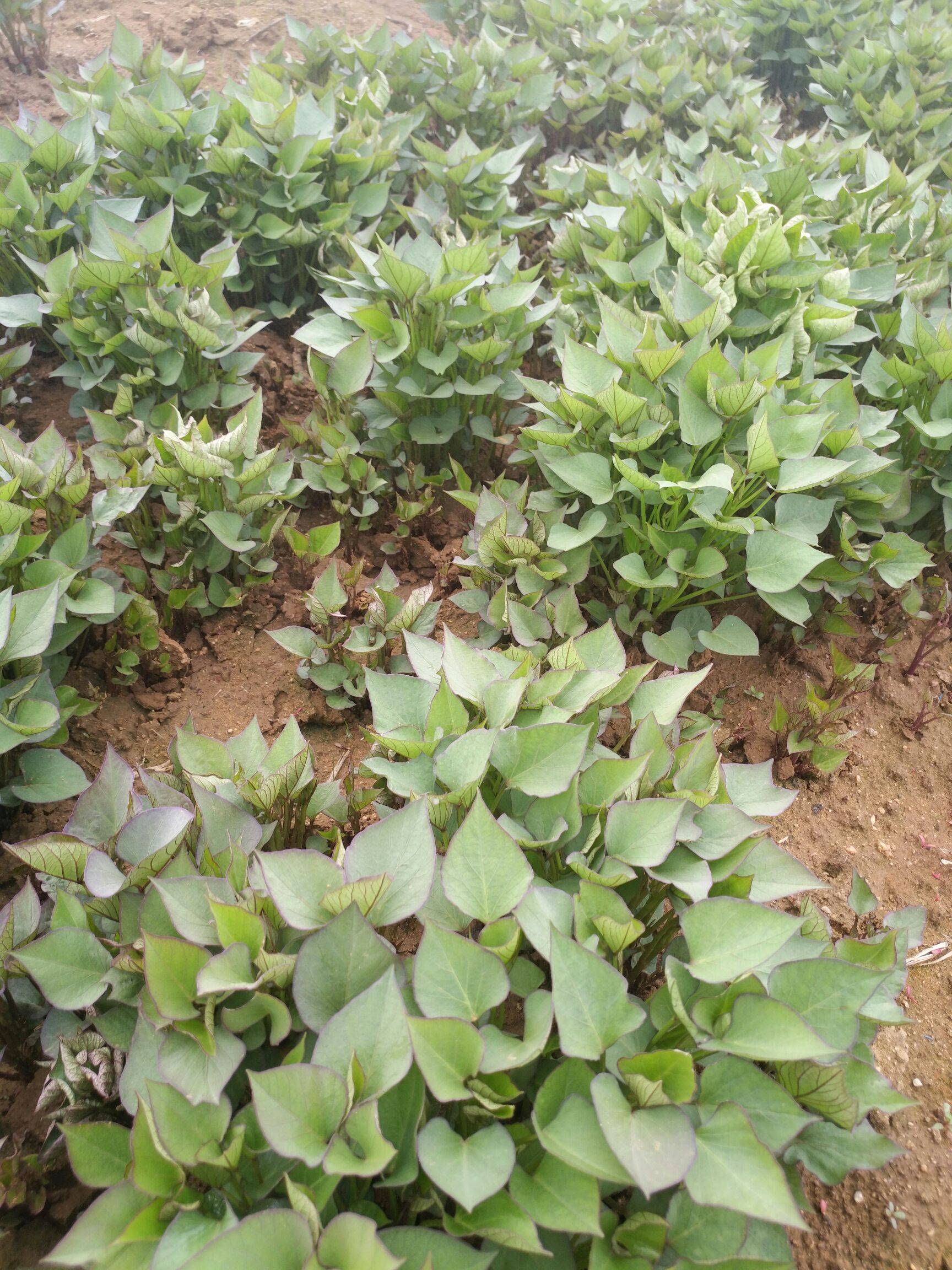 宁阳富硒地瓜（富硒地瓜营养价值）-硒宝网