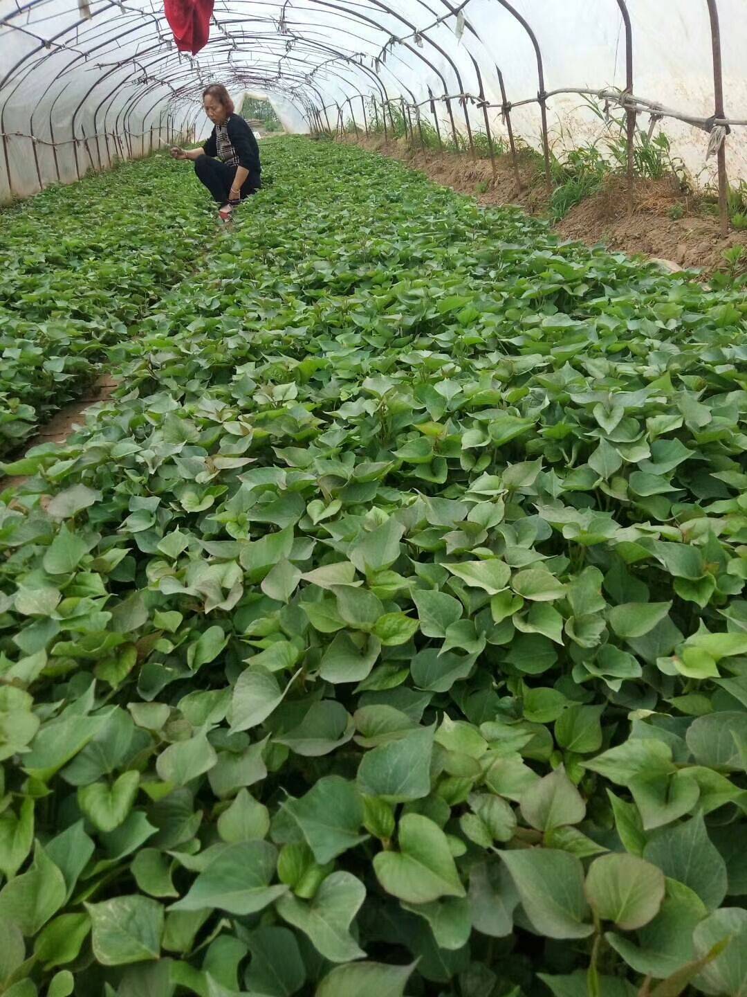 宁阳富硒地瓜（富硒地瓜营养价值）-硒宝网