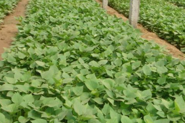 宁阳富硒地瓜（富硒地瓜营养价值）-硒宝网