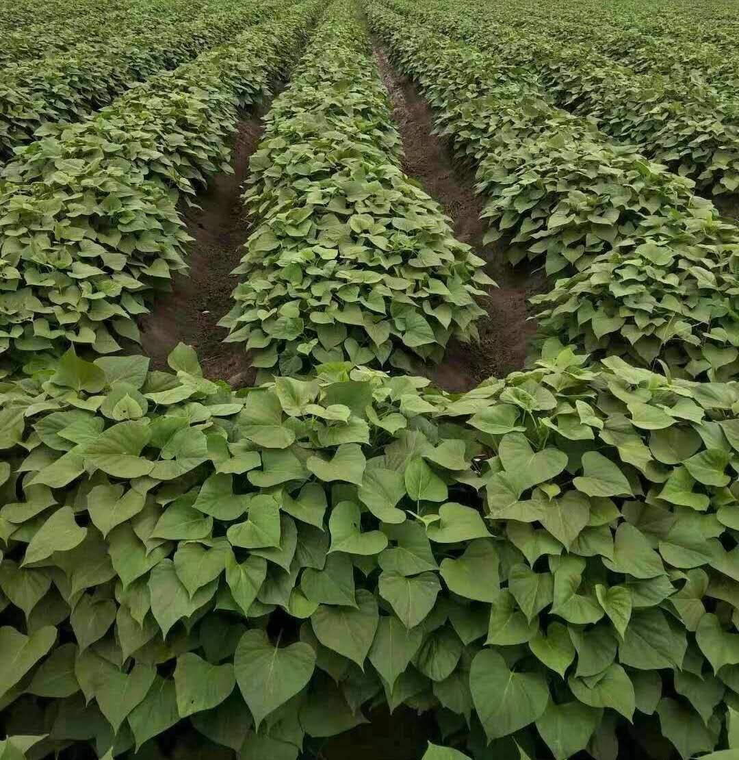 宁阳富硒地瓜（富硒地瓜营养价值）-硒宝网