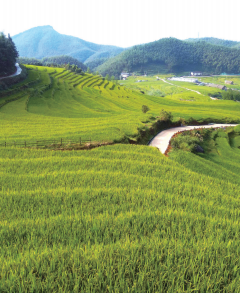 三明富硒大米(鲜明富硒大米)-硒宝网