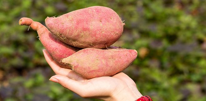 富硒有机地瓜(富硒地瓜好吃吗)-硒宝网