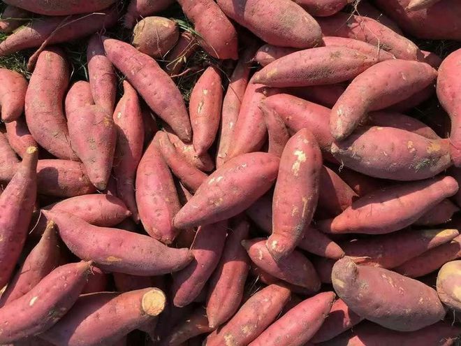 富硒有机地瓜(富硒地瓜好吃吗)-硒宝网