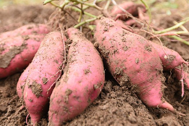 富硒有机地瓜(富硒地瓜好吃吗)-硒宝网