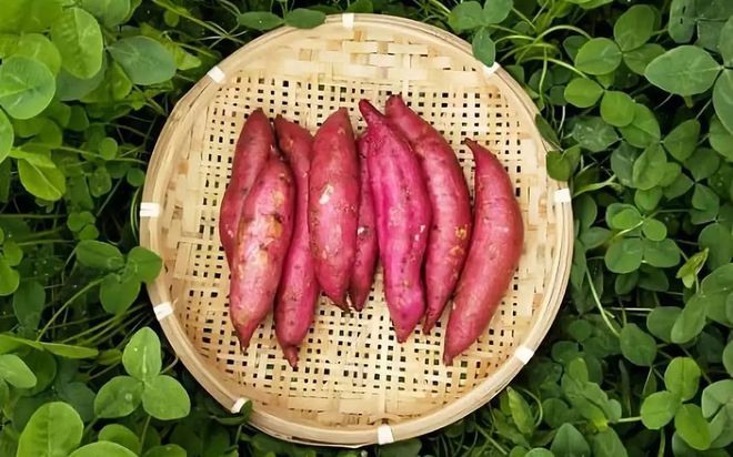 富硒有机地瓜(富硒地瓜好吃吗)-硒宝网