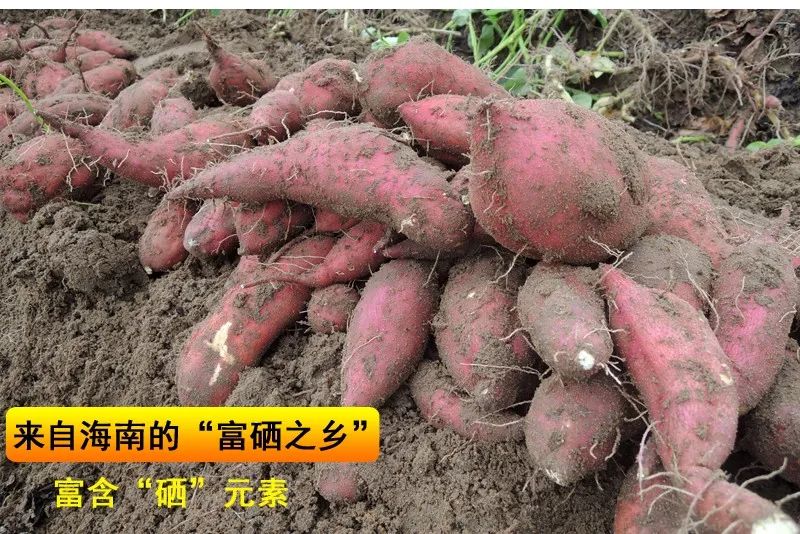 富硒地瓜含量（地瓜富硒标准）-硒宝网