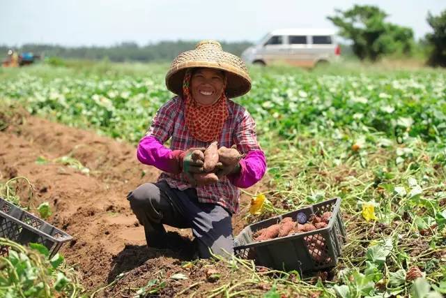富硒有机地瓜（富硒地瓜口感怎样）-硒宝网