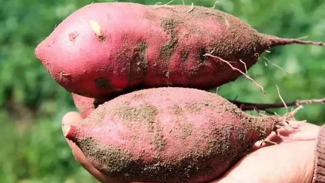 富硒地瓜新鲜（新鲜地瓜富硒含量高吗）-硒宝网