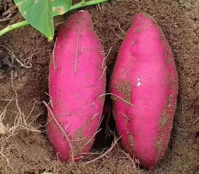 富硒地瓜新鲜（新鲜地瓜富硒含量高吗）-硒宝网