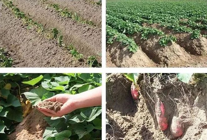 富硒地瓜新鲜（新鲜地瓜富硒含量高吗）-硒宝网