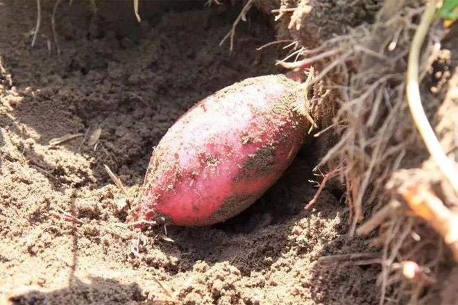 富硒地瓜新鲜（新鲜地瓜富硒含量高吗）-硒宝网