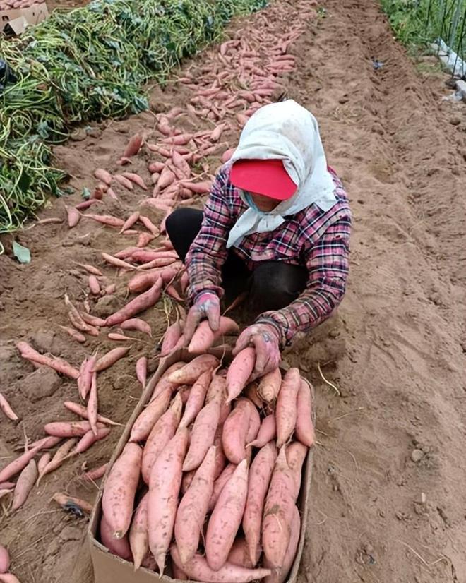 富硒有机地瓜(富硒地瓜的骗局)-硒宝网