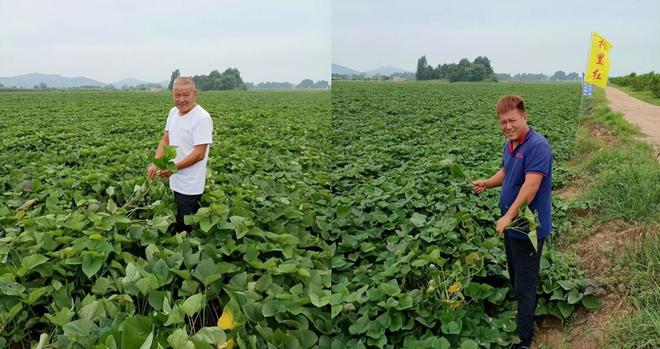 富硒有机地瓜(富硒地瓜的骗局)-硒宝网