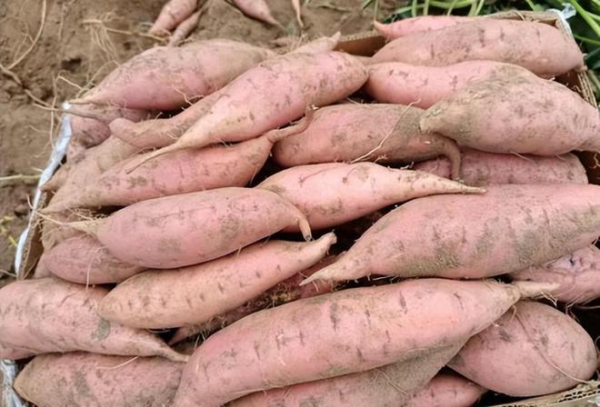 富硒有机地瓜(富硒地瓜的骗局)-硒宝网