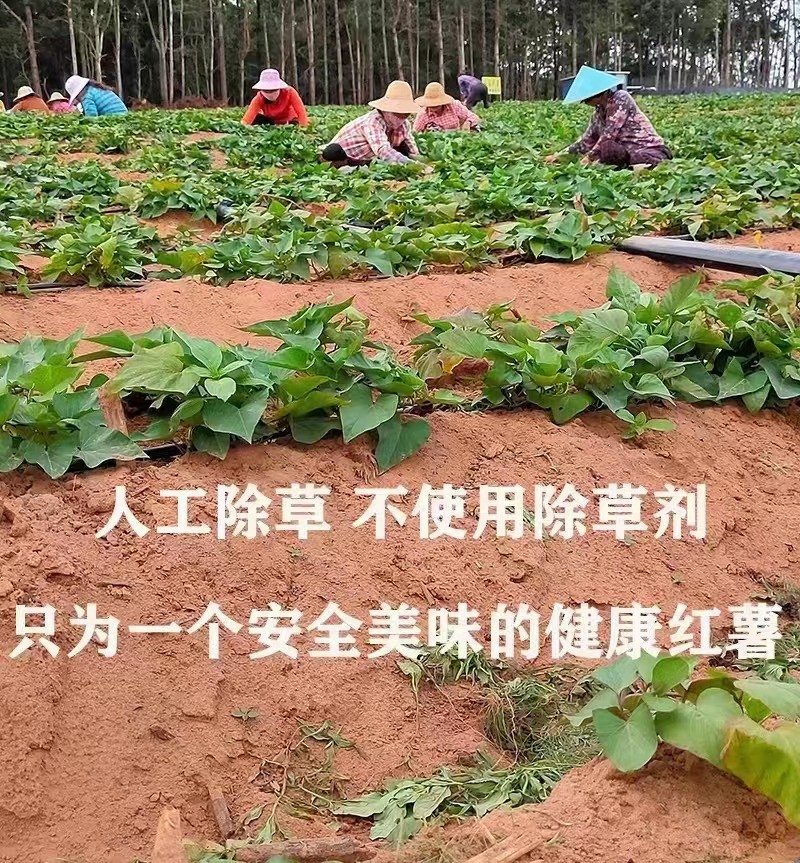 沙土富硒地瓜（富硒地瓜真的含硒吗）-硒宝网