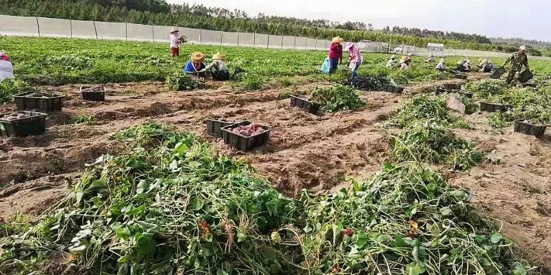 富硒板栗地瓜(板栗地瓜富硒的作用)-硒宝网