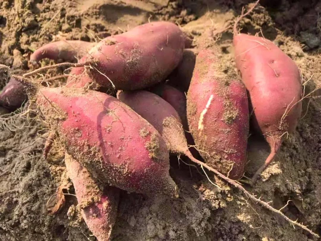 富硒板栗地瓜(板栗地瓜富硒的作用)-硒宝网