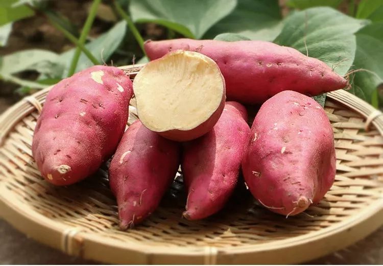 富硒板栗地瓜(板栗地瓜富硒的作用)-硒宝网