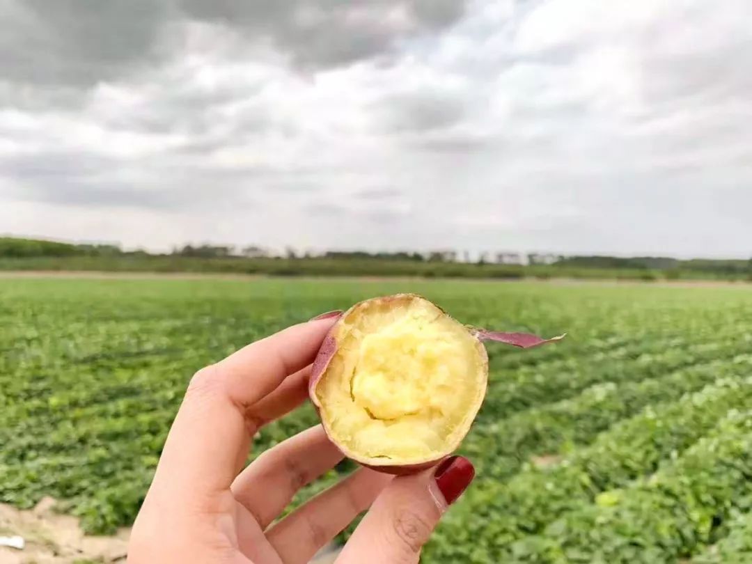 富硒板栗地瓜(板栗地瓜富硒的作用)-硒宝网