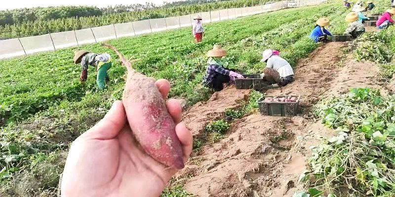 富硒板栗地瓜(板栗地瓜富硒的作用)-硒宝网