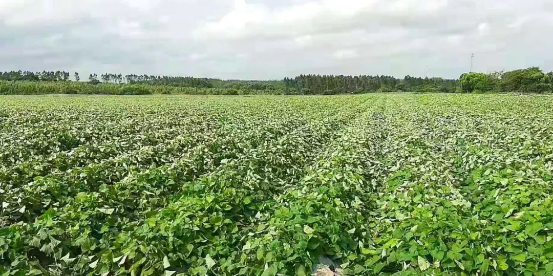 富硒板栗地瓜(板栗地瓜富硒的作用)-硒宝网