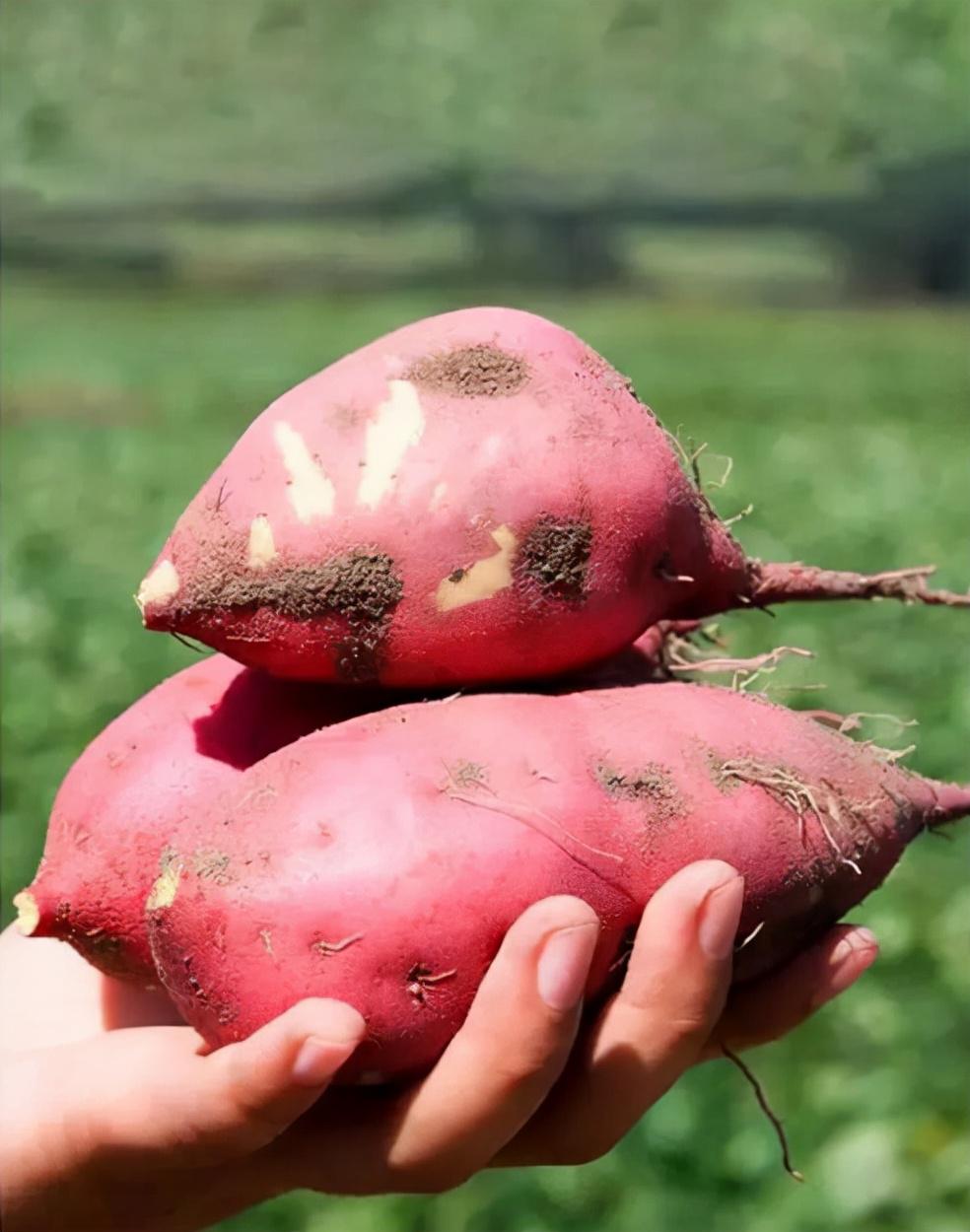 富硒地瓜含量(含量地瓜富硒含量高吗)-硒宝网