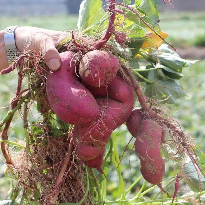 富硒地瓜含量(含量地瓜富硒含量高吗)-硒宝网