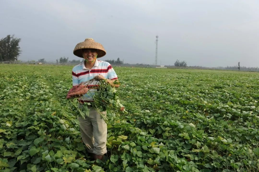 富硒地瓜含量(含量地瓜富硒含量高吗)-硒宝网