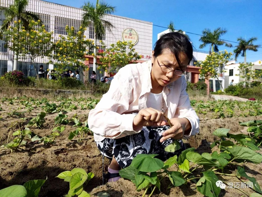 富硒地瓜含量(含量地瓜富硒含量高吗)-硒宝网