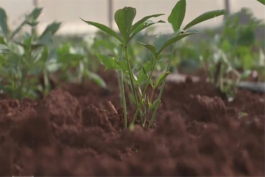 富硒地瓜含量(含量地瓜富硒含量高吗)-硒宝网