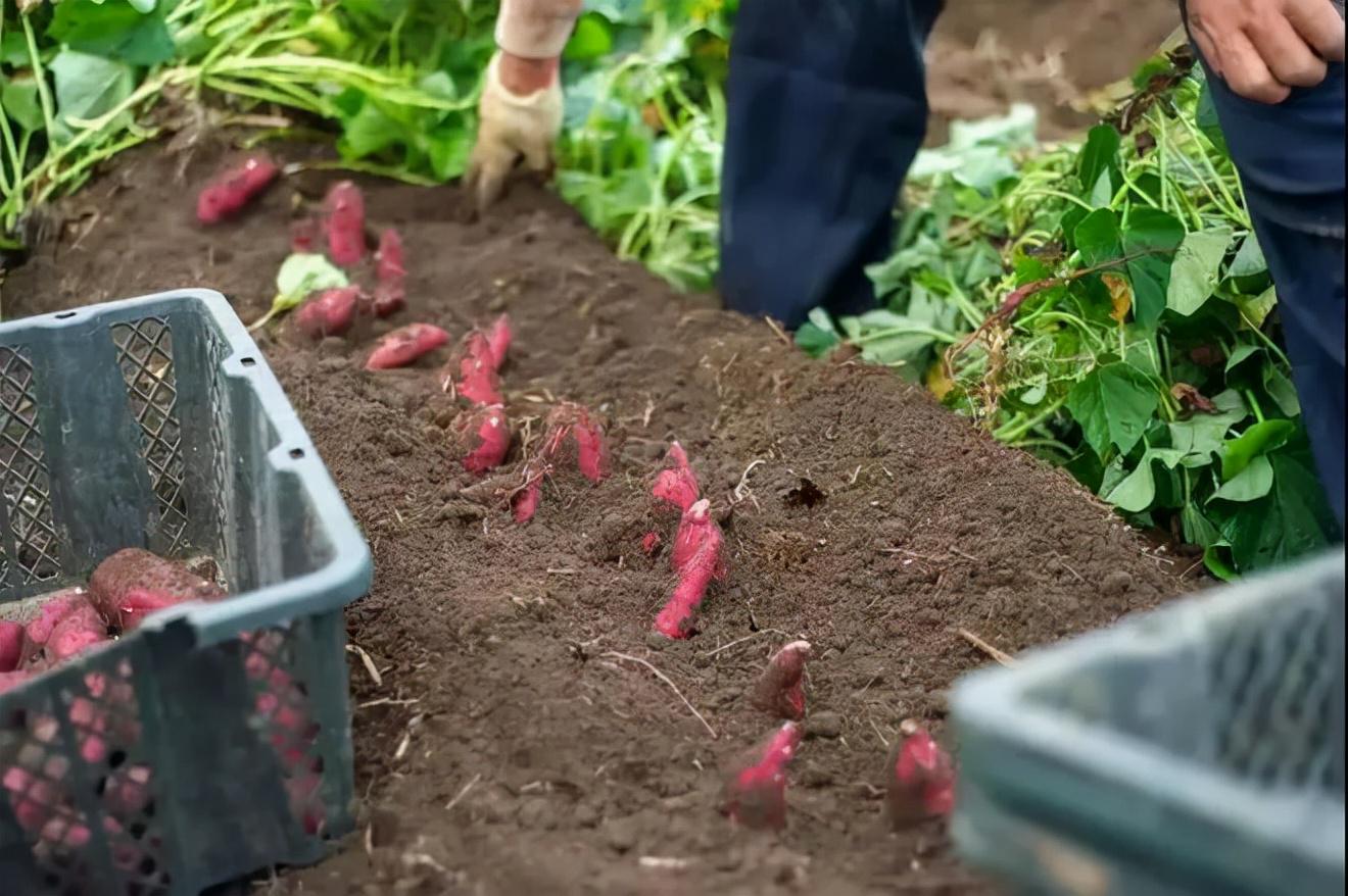 富硒地瓜含量(含量地瓜富硒含量高吗)-硒宝网