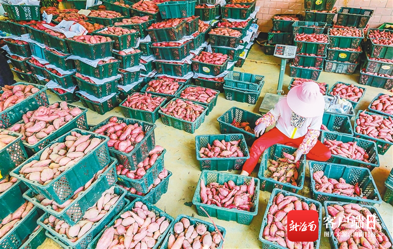 富硒地瓜含量(含量地瓜富硒含量高吗)-硒宝网