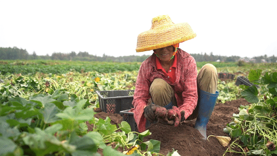 富硒地瓜含量(含量地瓜富硒含量高吗)-硒宝网