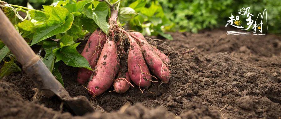 富硒地瓜含量(含量地瓜富硒含量高吗)-硒宝网