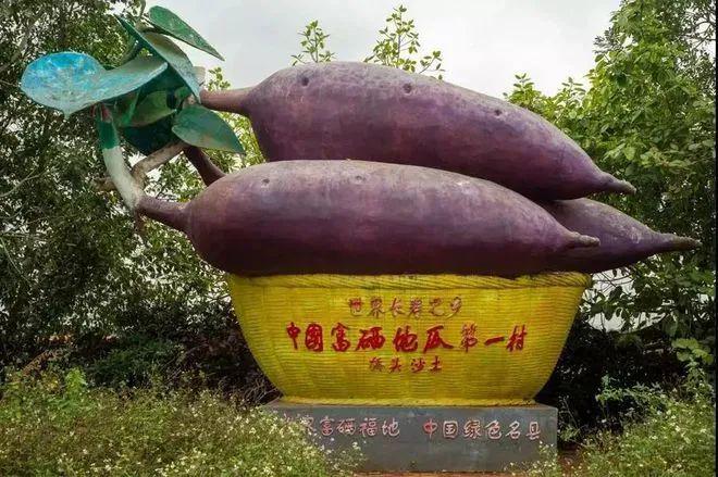 富硒地瓜含量(含量地瓜富硒含量高吗)-硒宝网