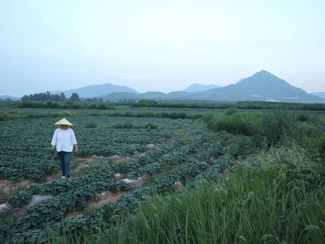 富硒地瓜图文(地瓜富硒标准)-硒宝网