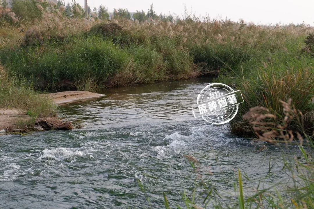 富硒地瓜图文(地瓜富硒标准)-硒宝网