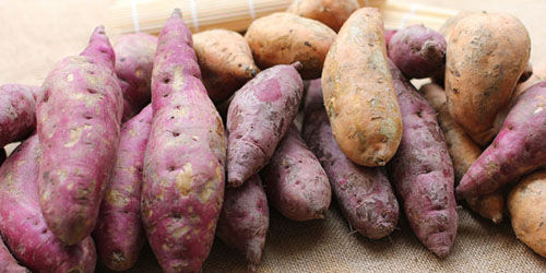 富硒地瓜加工（地瓜加工富硒粉的作用）-硒宝网