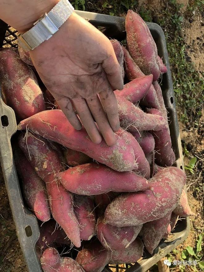 河南富硒地瓜(河南地瓜富硒含量多少)-硒宝网