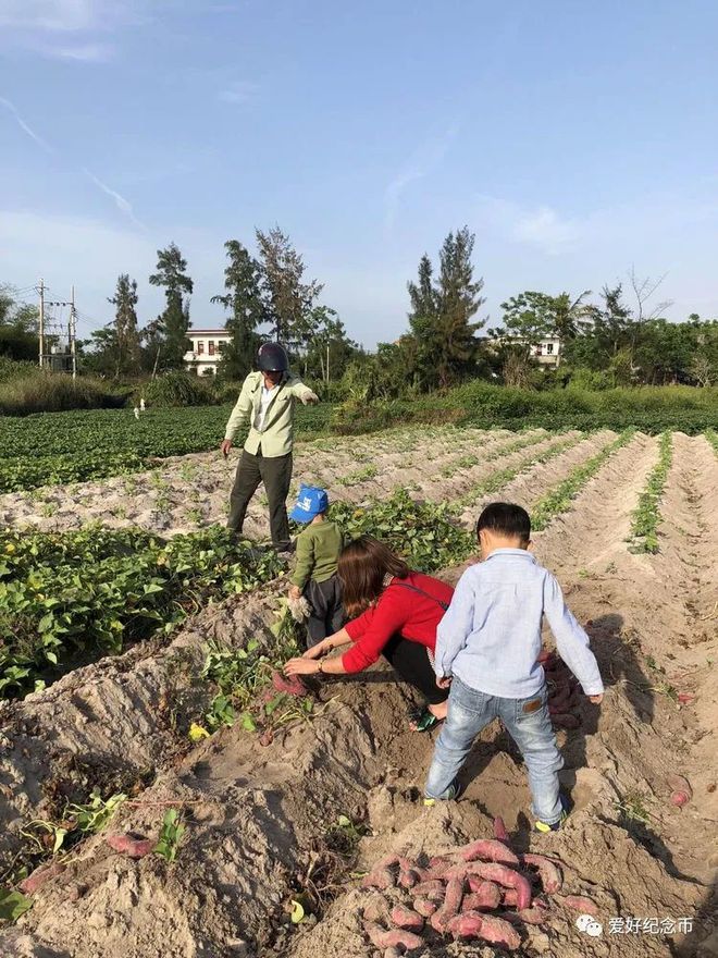 河南富硒地瓜(河南地瓜富硒含量多少)-硒宝网