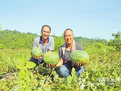 宜春富硒地瓜（富硒地瓜多少钱一斤）-硒宝网