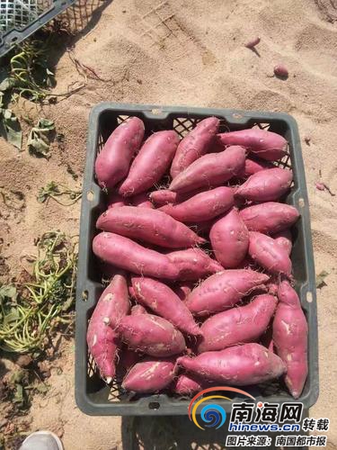 富硒鸡蛋地瓜（地瓜和鸡蛋是什么意思）-硒宝网