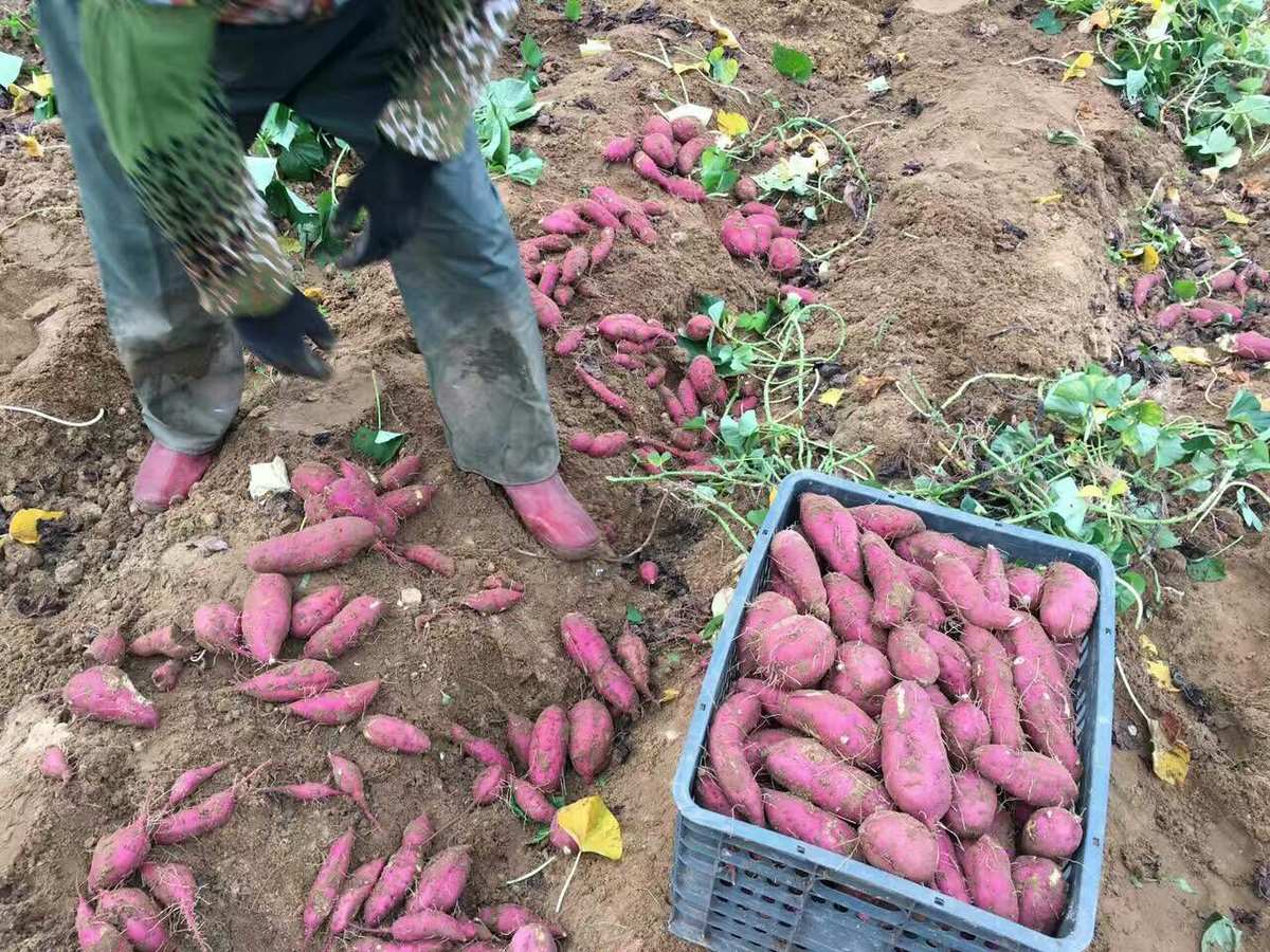 富硒鸡蛋地瓜（地瓜和鸡蛋是什么意思）-硒宝网