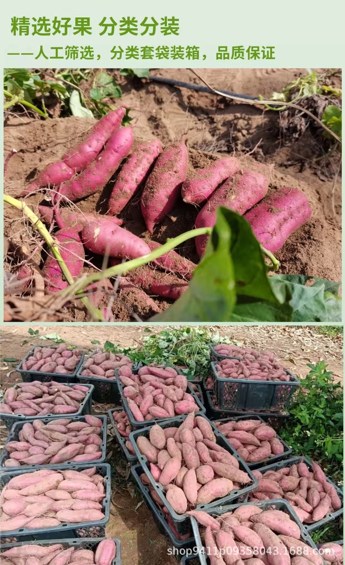 富硒鸡蛋地瓜（地瓜和鸡蛋是什么意思）-硒宝网