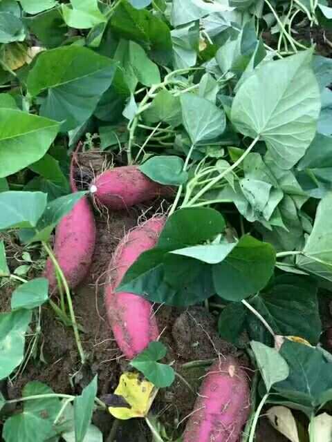 富硒鸡蛋地瓜（地瓜和鸡蛋是什么意思）-硒宝网