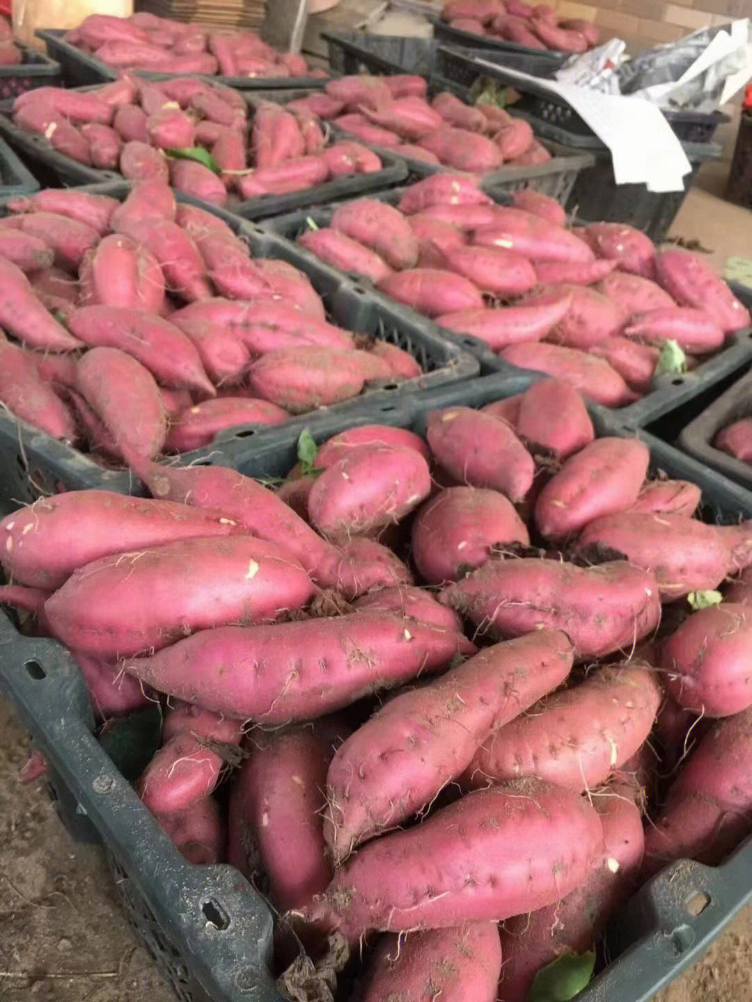 富硒地瓜标准（地瓜标准富硒是多少）-硒宝网