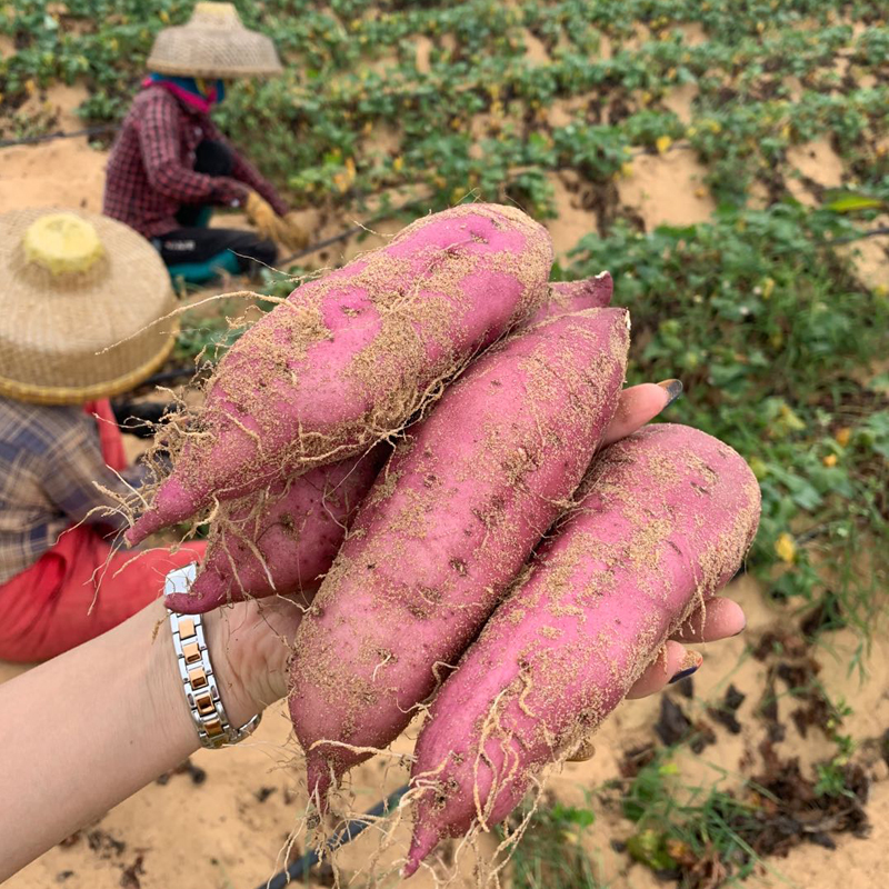 富硒地瓜标准（地瓜标准富硒是多少）-硒宝网