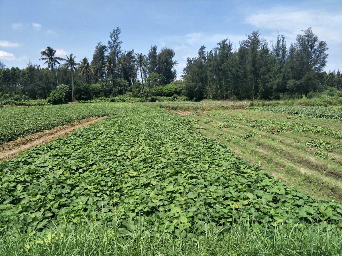 富硒地瓜标准（地瓜标准富硒是多少）-硒宝网