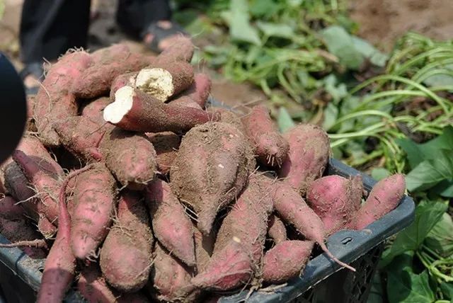 富硒地瓜含硒(地瓜含富硒硒吗)-硒宝网
